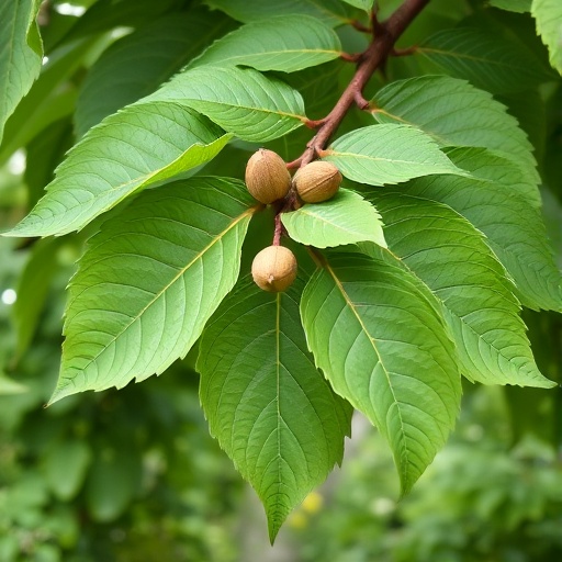 Extracto de hoja de nogal negro